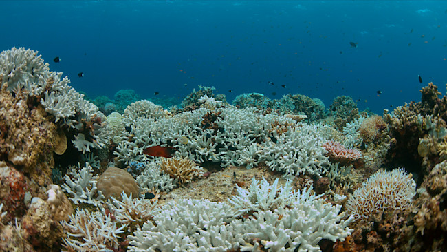 Human Wastewater Runoff is Killing Corals in the Florida Keys ...