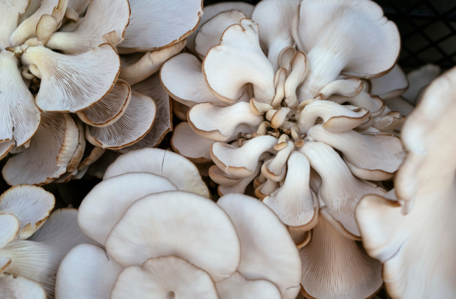 Oyster mushrooms