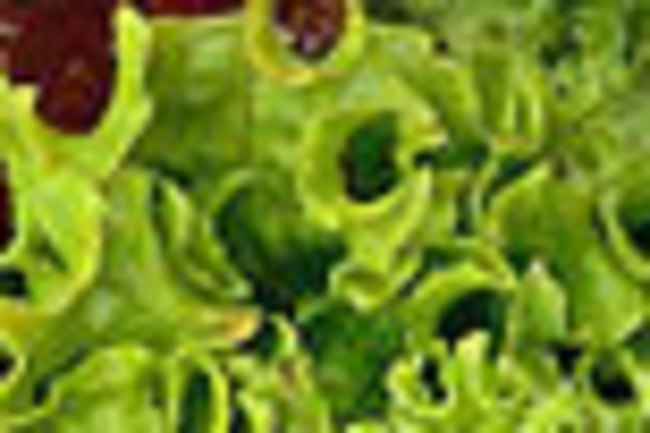 Salad.jpg