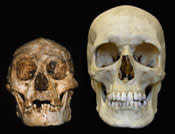 LB1 and modern human.jpg