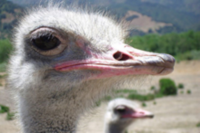 ostrich220.jpg