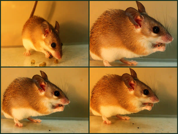 Mouse_spitting_mustard_bomb.jpg