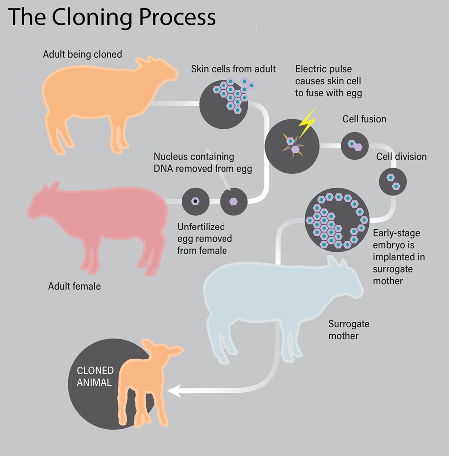 Cloning's Long Legacy — And Why It'll Never Be Used on Humans | Discover Magazine