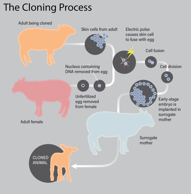 Clonings Long Legacy — And Why Itll Never Be Used On Humans 