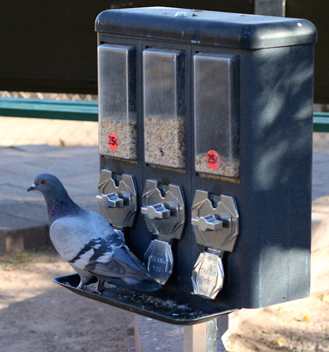 pigeon-slot-machine.jpg
