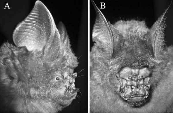 bats-e1330360342619.jpg