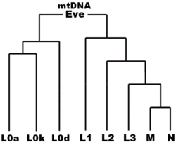 Mitochondrial eve tree