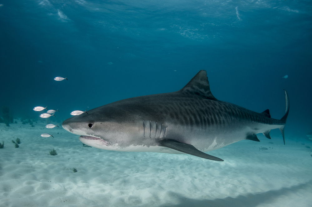 animal planet tiger shark