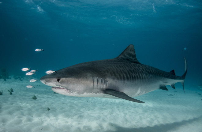Tiger Shark - Shutterstock