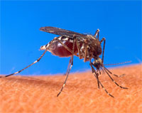 Feeding_mosquito.jpg