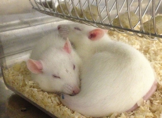 rats-in-home-cage2.jpg