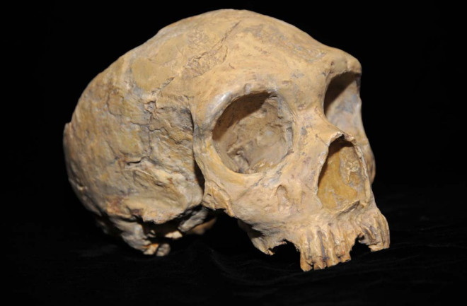 Neanderthal_skull_from_Forbes_Quarry-1024x682.jpg