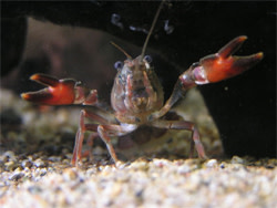 Signal_crayfish.jpg