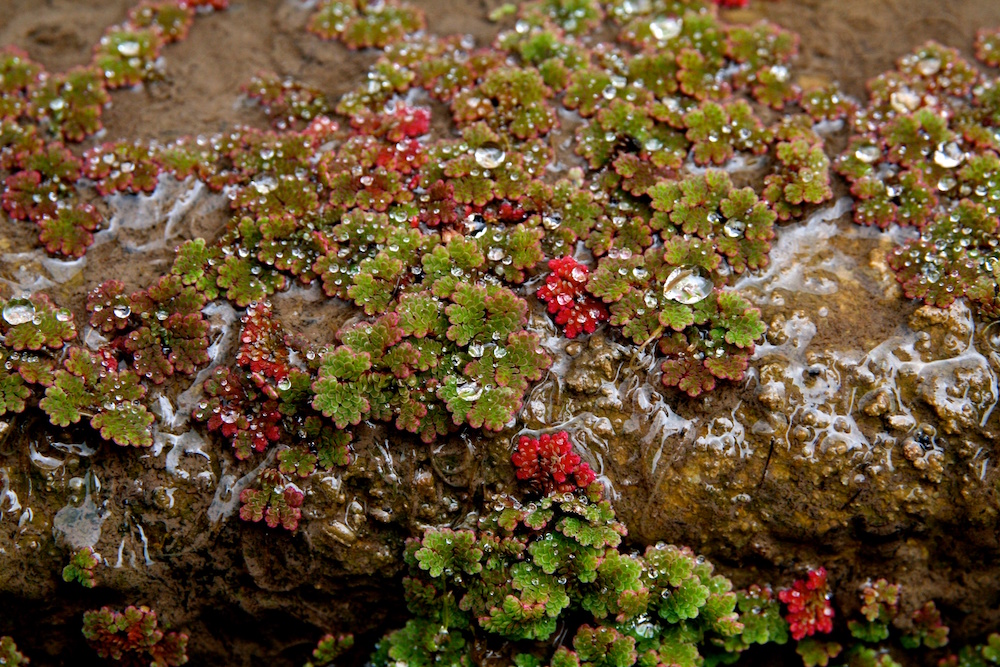 Azolla_near_rice_paddies_credit_fayweili.jpeg
