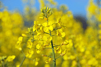 canola.gif