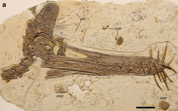 flying-reptile-pterosaur-guidraco-venator-naturwissenschaften-springer.jpg