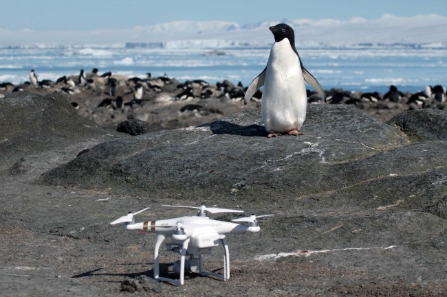 Penguin and Drone - Stony Brook