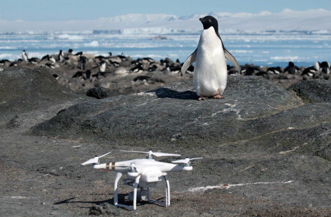 Penguin and Drone - Stony Brook