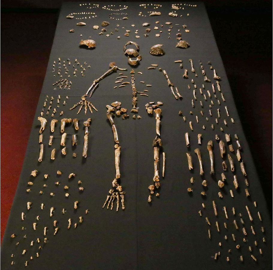 Homo naledi Walked Earth More Recently than Thought