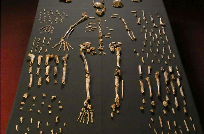 Homo naledi Skeleton - Lee Roger Berger