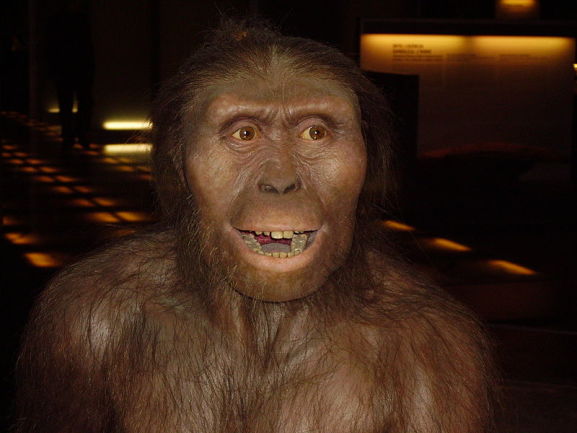 800px-Australopithecus_afarensis
