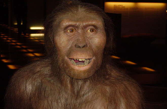 800px-Australopithecus_afarensis