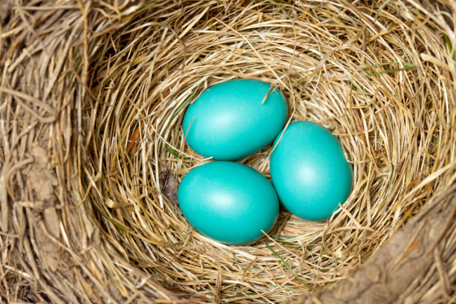 Robin's Eggs - Shutterstock