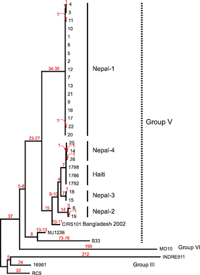 cholera-2011-tree.png