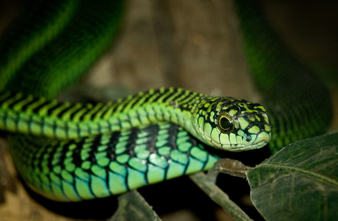 boomslang snake - William Warby
