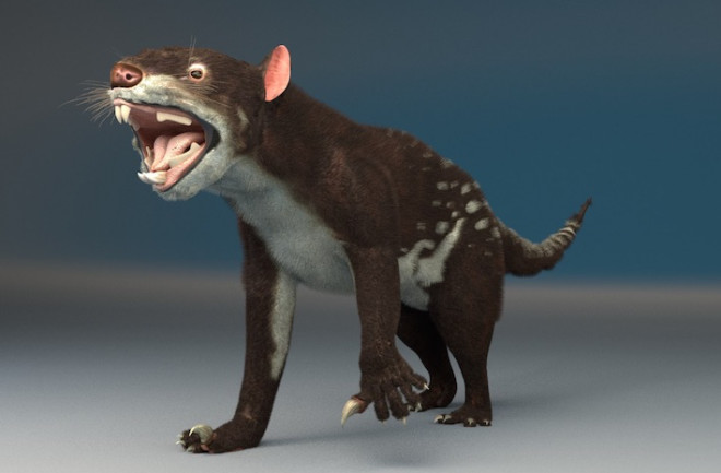 An artist's rendering of Thylacoleo carnifex, Australia's massive marsupial &quot;lion,&quot; based on earlier fossil evidence. A new, nearly complete skeleton of the animal, announced today, refines our understanding of its body plan and biomechanics. (Credit: Wikimedia/Jose Manuel Canete) 