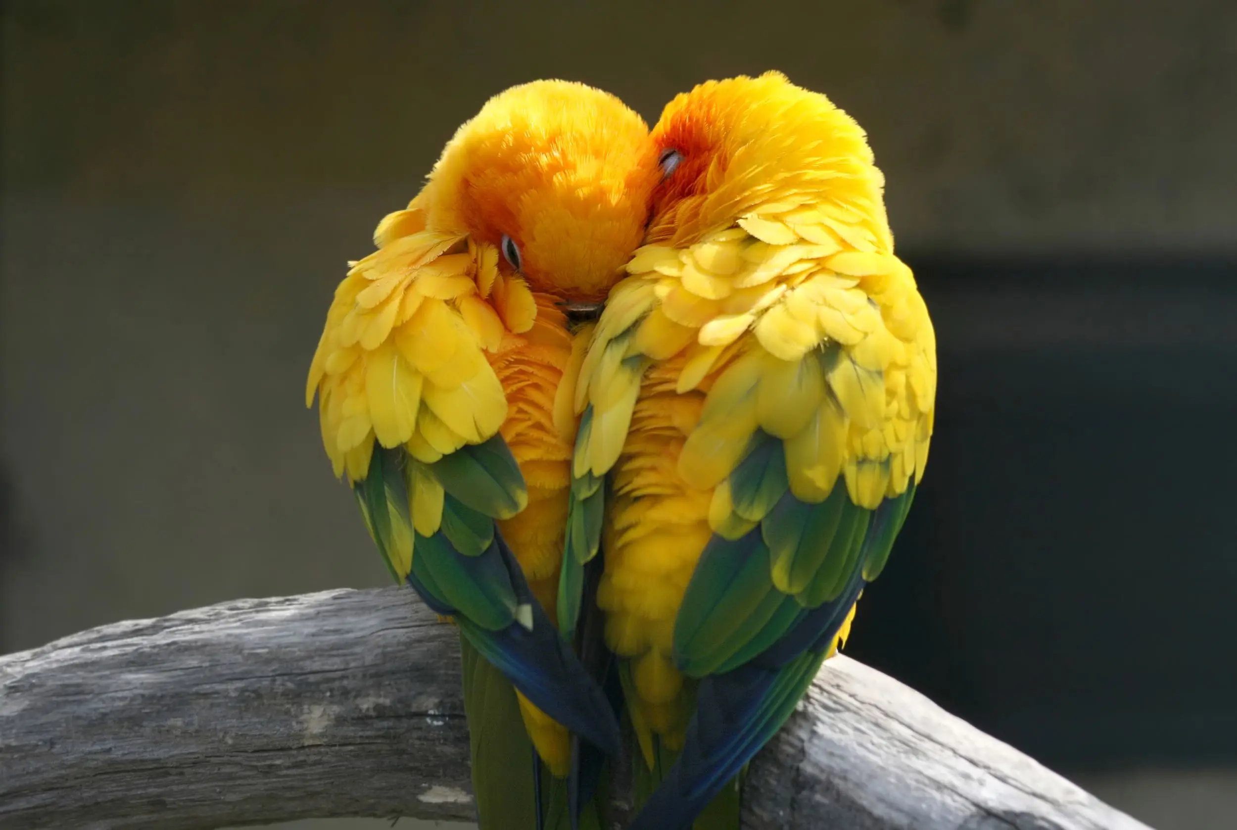 what-do-you-call-two-birds-in-love