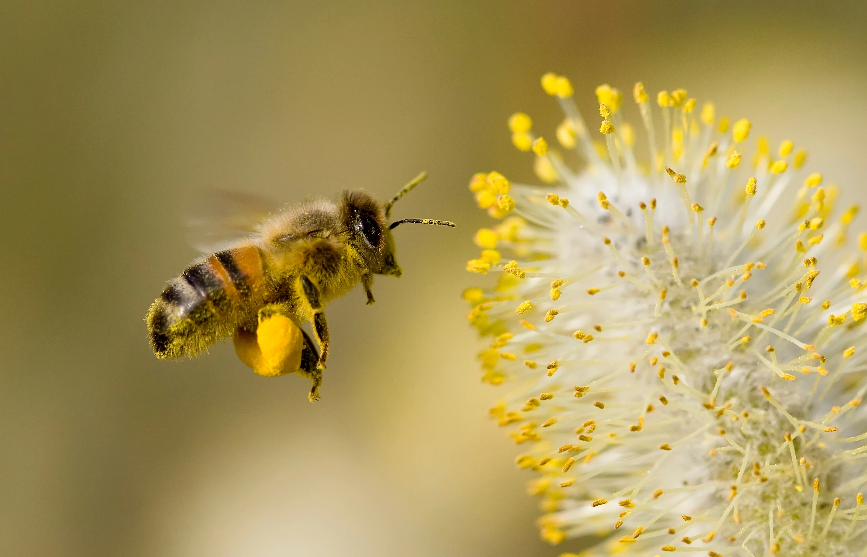 bzzz-learn-everything-about-bees-in-spanish