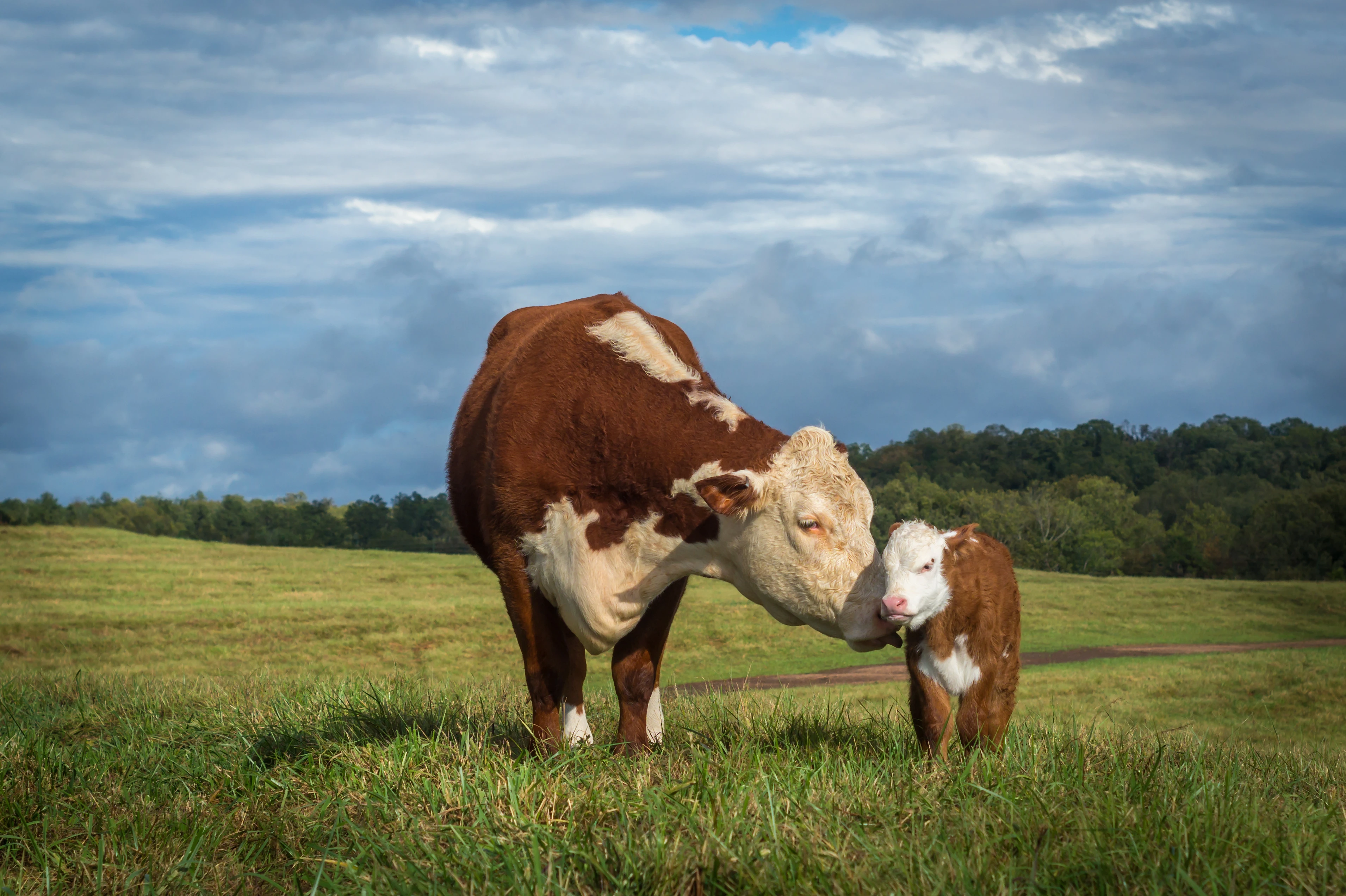 What do you call a cow that just had a baby?