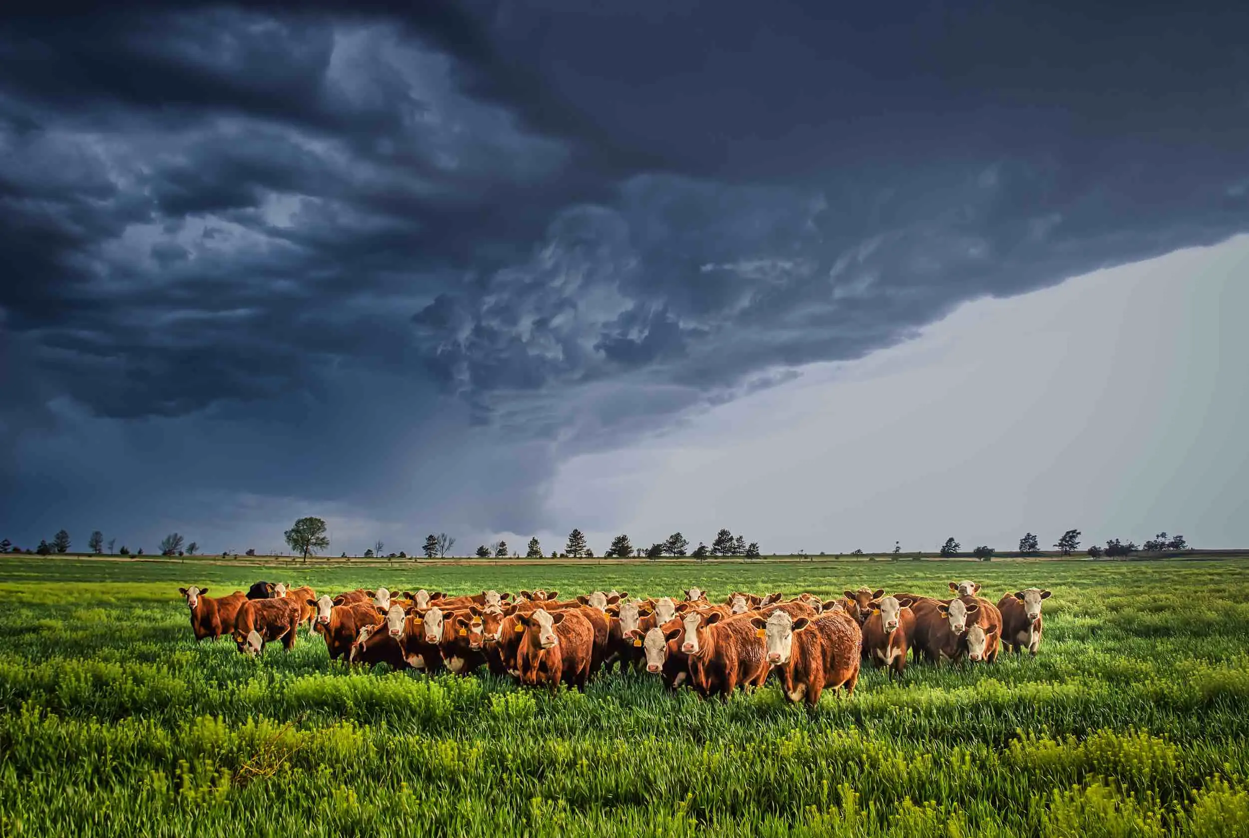 what-do-you-call-a-cow-in-a-tornado