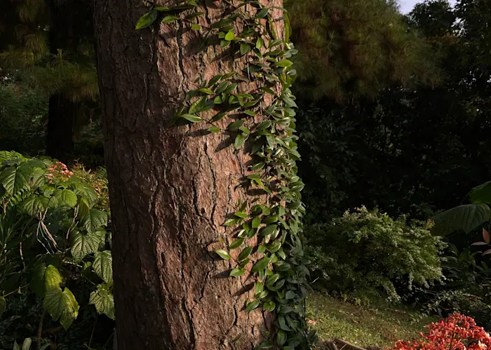 Outsiders: Darker Than Wax w/ Dean Chew & Tape Hiss