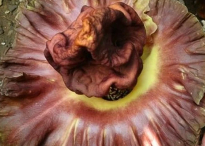 Outsiders: DIVISI 62 w/ Awfi (Part 2)