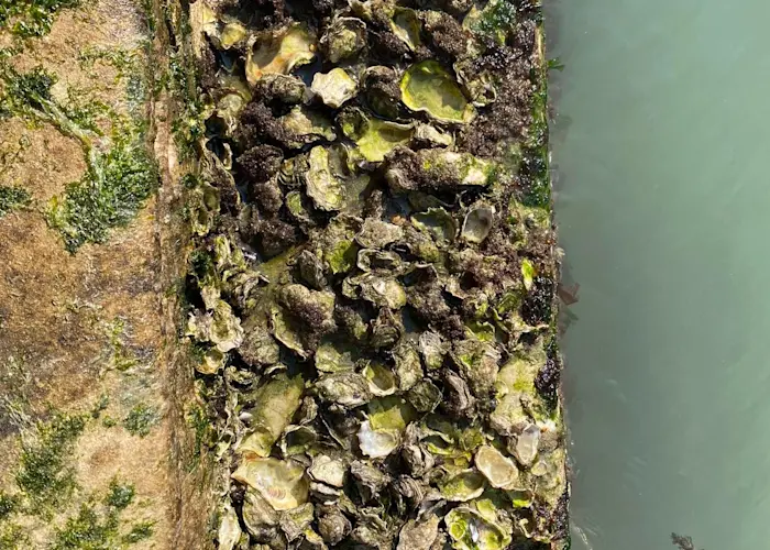 Outsiders: Gang of Ducks