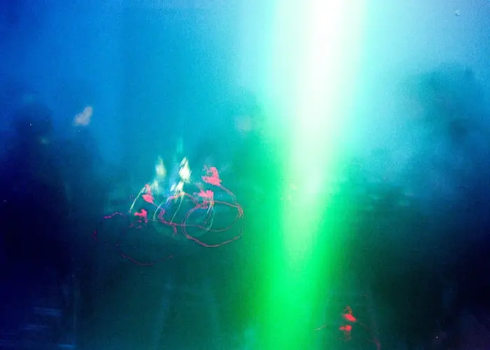 Outsiders: Gang Of Ducks w/ Cortex Of Light