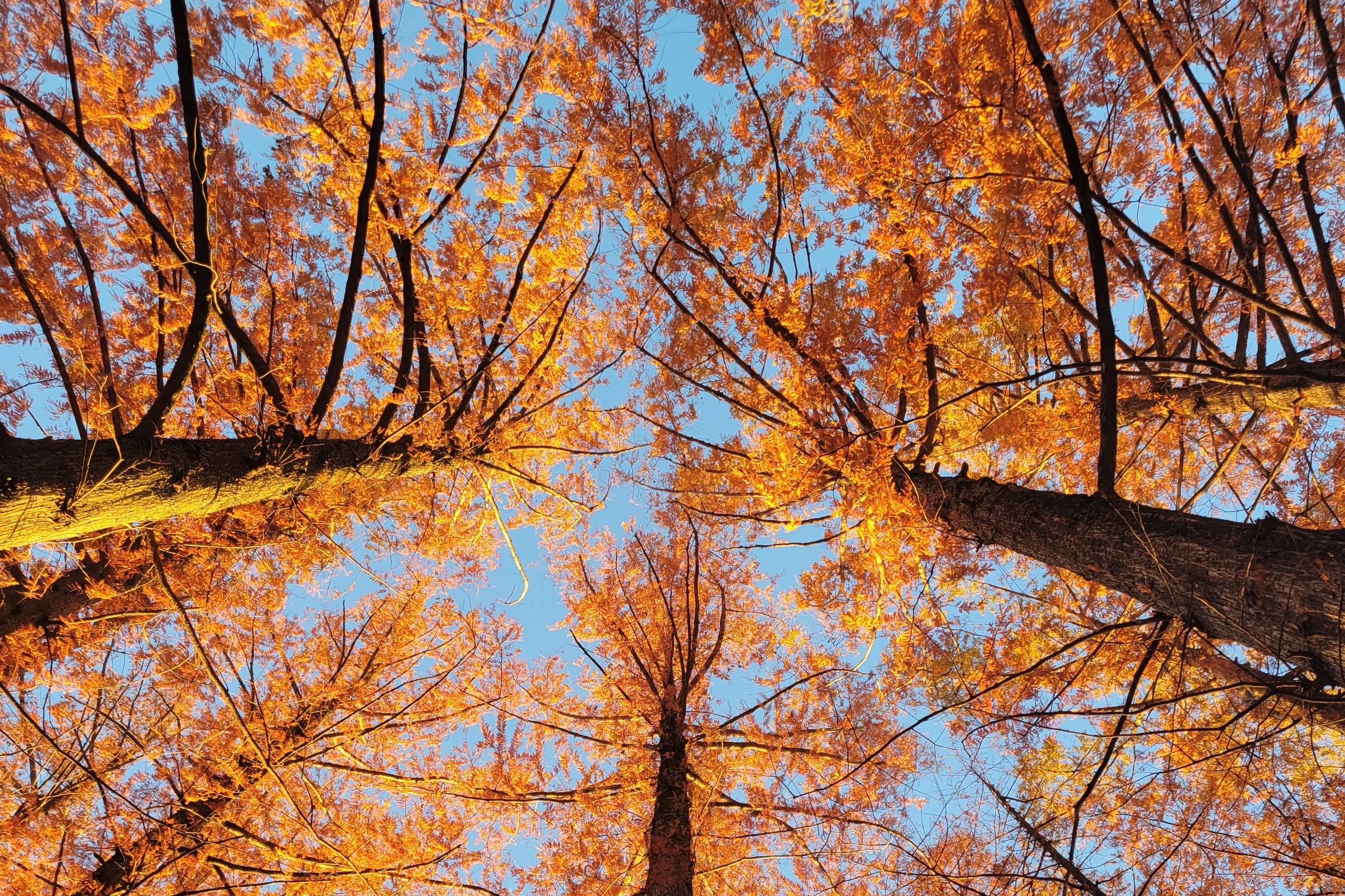 Outsiders: Through The Canopy.fm w/ James Bangura & Nativesun