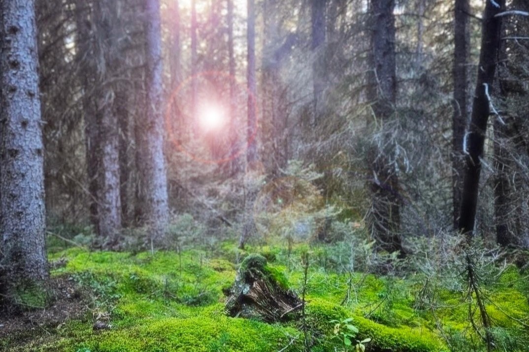 Outsiders: Understory w/ Ciel