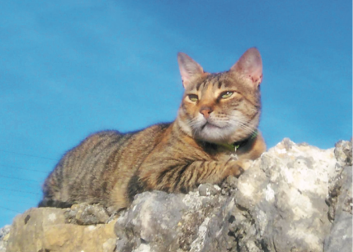 Outsiders: Musique Pour La Danse w/ Olivier Ducret (Boo Boo Mixtape)