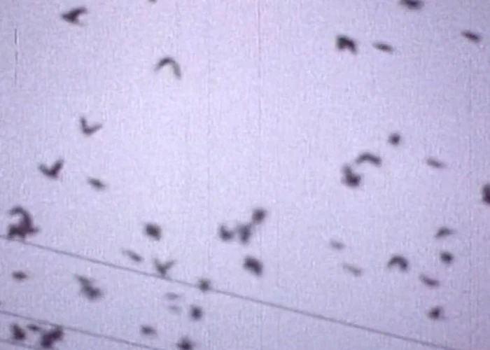 Outsiders: Earth Echoes w/ Shungu & The Kimba Unit