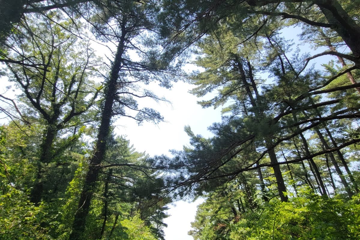 Outsiders: Through The Canopy.fm w/ James Bangura & Katarina Especial