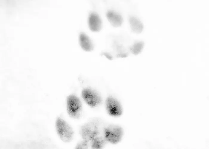 Outsiders: La Monnaie