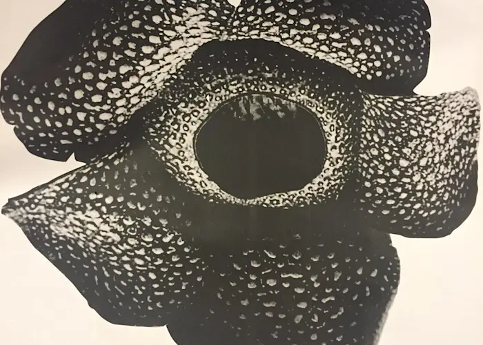 Outsiders: DIVISI 62 w/ Awfi