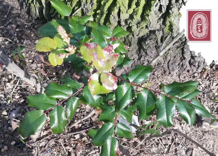 Outsiders: Mediteranos w/ Justin