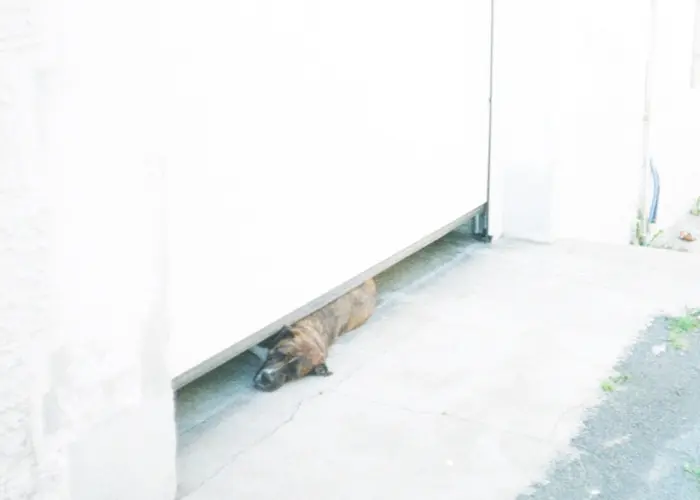 Outsiders: Demord Enregistrements w/ Delphine Demord & Transe Ar Gwez