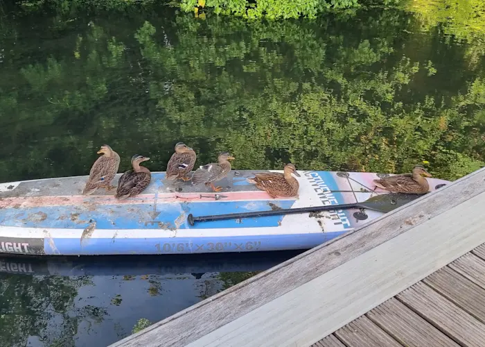 Outsiders: OTOROKU w/ Abby Thomas