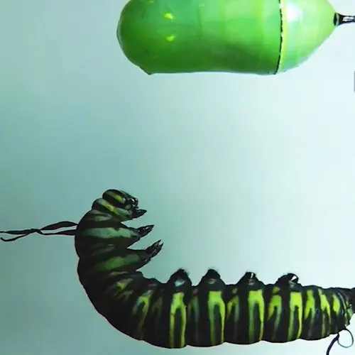 Outsiders: Tofistock w/ Olsvangèr