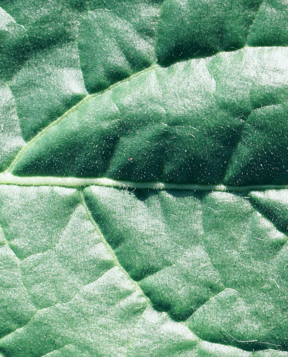 Death of green Benthi Plant Peptide leaf